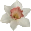 🌸