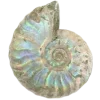 🐚