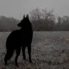 🐺