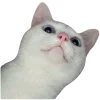 🐱