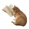 🐈
