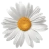 🌼