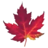 🍁