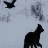 🐺