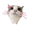 😻