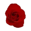 🌹