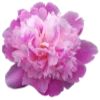 🌸