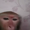 🐒