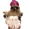 🦝