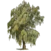 🌳