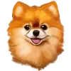 🐶