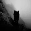🐺