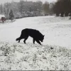 🐺