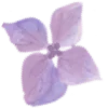 🌸