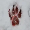 🐾