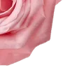 🌹