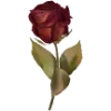 🌹