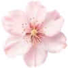 🌸