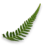 🌿