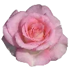 🎀