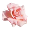 🌸