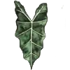 🌿