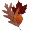 🍁