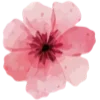 🌸