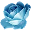 🌹