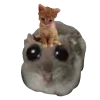 🐱