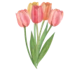🌷