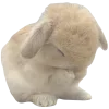 🐰