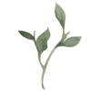 🌱