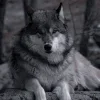 🐺