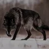 🐺