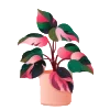 🌱