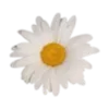 🌸