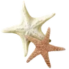 🌟