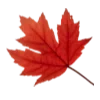 🍁