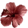 🌺