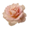 🌸