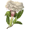 🌿