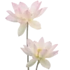 🌷