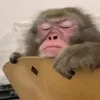 🦥