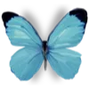 🦋