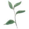 🌱