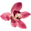 🌺