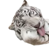 🐯