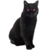 🐈‍⬛