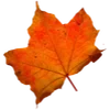 🍂